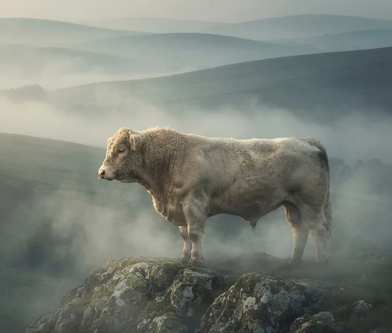 A Whitebred Shorthorn bull standing on a rocky outcrop amid dramatic misty border hills at dawn