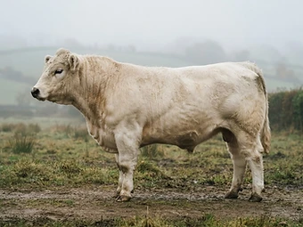 A Whitebred Shorthorn bull, prized for easy calving