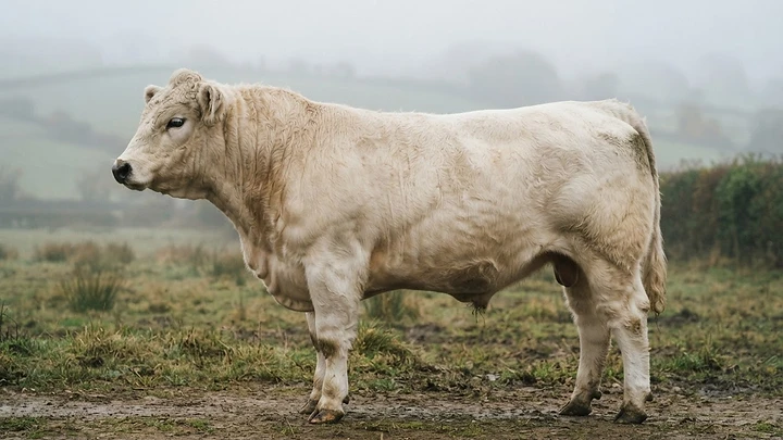 A Whitebred Shorthorn bull on the open hill