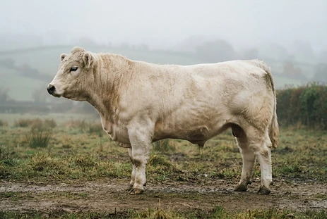 Profile of a Whitebred Shorthorn bull showing anatomical conformation