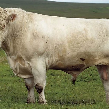 The Curly Coat — Whitebred Heritage