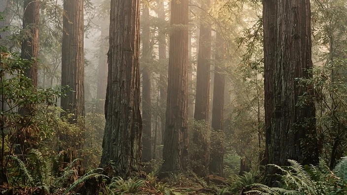 A still, misty redwood forest
