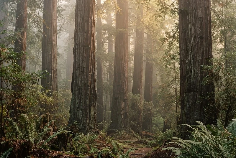 Redwoods