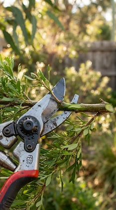 Pruning & Removal