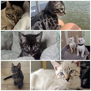 Collage of past Central KY Bengals kittens 3