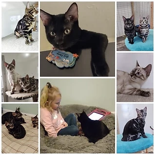 Collage of past Central KY Bengals kittens 4