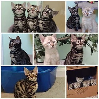 Collage of past Central KY Bengals kittens 1