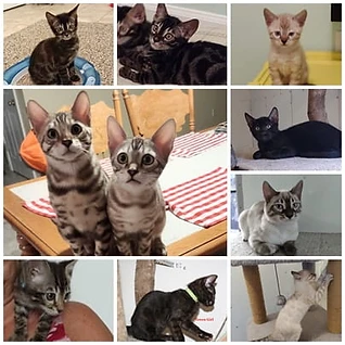 Collage of past Central KY Bengals kittens 2