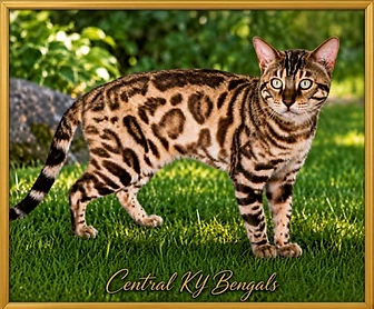 Mink Bengal cat standing in the grass