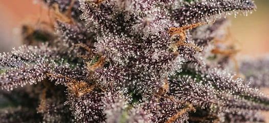 Extreme macro of THC trichome glands glittering on a purple cannabis bud