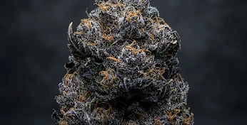 Blue Auto Mazar
