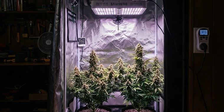 Autoflower Light Schedule: 18/6 vs 20/4 vs 24/0 (Which Is Best?)