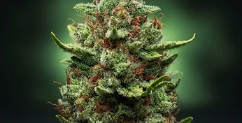 Northern Lights Auto