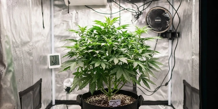How to Grow Autoflowers: A Beginner's Guide to Your First Harvest