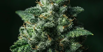 Auto Cinderella Jack