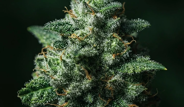 Blue Cheese Auto