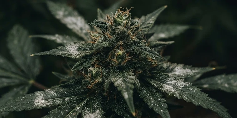 Fungal Diseases in Cannabis: Mildew, Bud Rot and Root Rot