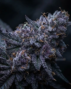 Royal Bluematic