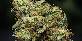 Royal Haze Auto