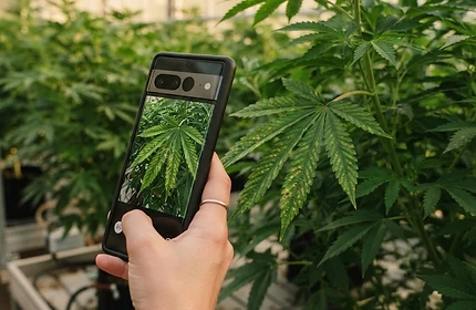 Photographing a cannabis leaf with yellowing spots to diagnose the plant