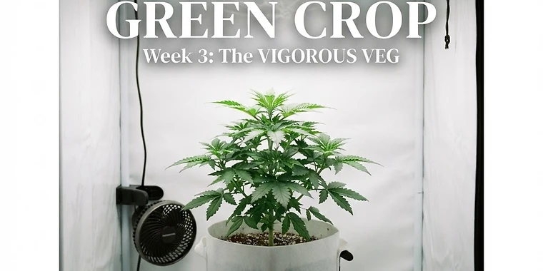 Your Autoflower, Week by Week: The Complete Grow Timeline