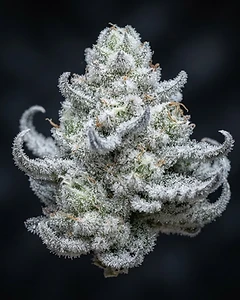 White Widow Auto