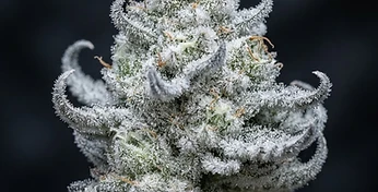 White Widow Auto