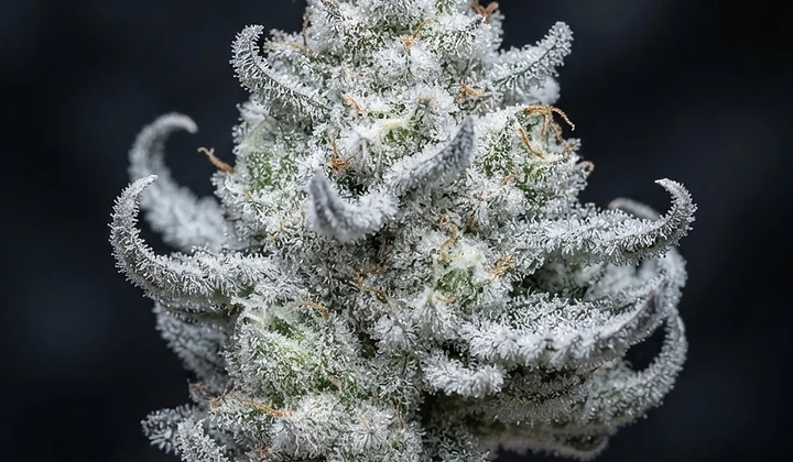 White Widow Auto