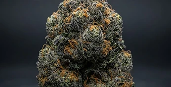 Blue Mammoth Auto