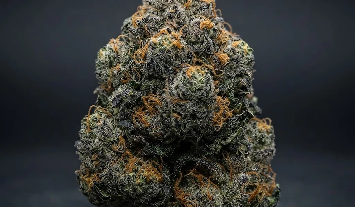 Blue Mammoth Auto