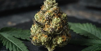 Gelato Auto