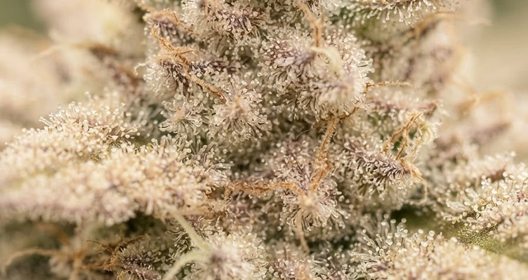 Glistening cannabis buds before a misty mountain valley at sunrise