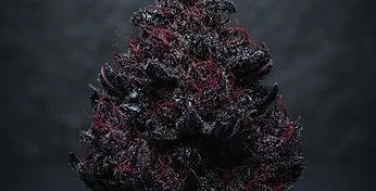 Dark Devil Auto