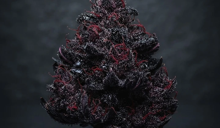 Dark Devil Auto