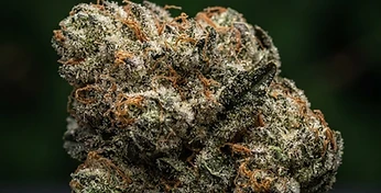 Northern Light Auto