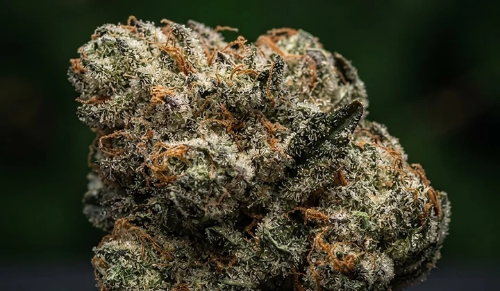 Northern Light Auto
