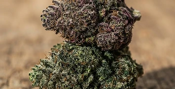 Gorilla Glue Auto