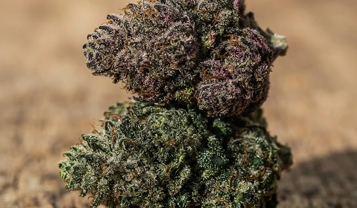 Gorilla Glue Auto
