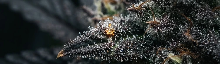 Know When to Chop: Reading Trichomes Like a Pro
