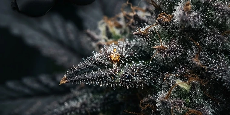 Know When to Chop: Reading Trichomes Like a Pro