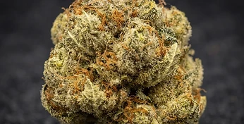 Fat Banana Auto