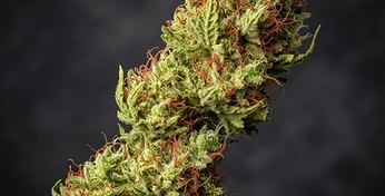 Big Devil XL Auto
