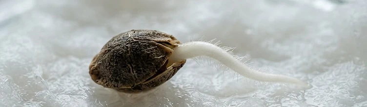 How to Germinate Autoflower Seeds: Paper Towel, Soak or Direct Planting