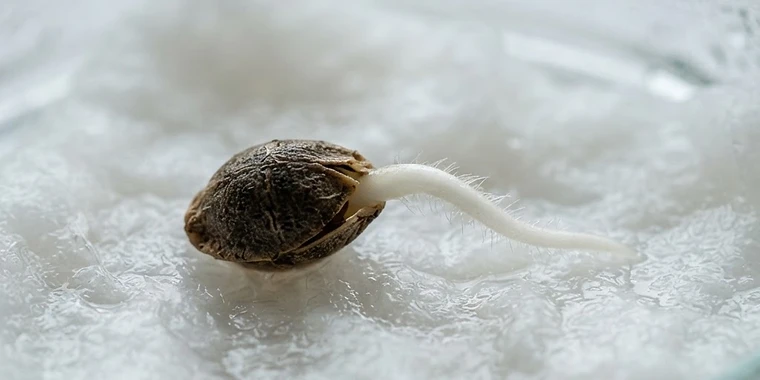 How to Germinate Autoflower Seeds: Paper Towel, Soak or Direct Planting