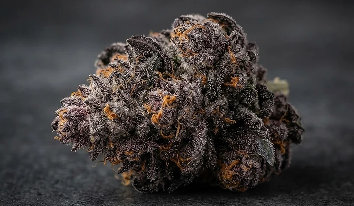 Blue Dream Auto