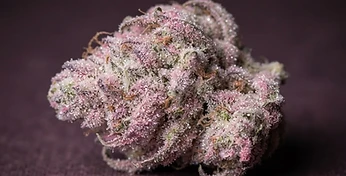 Bubblegum Auto