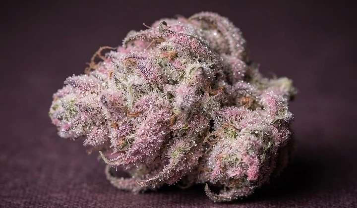 Watermelon Sugar Auto
