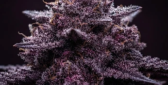 Auto Blackberry Kush
