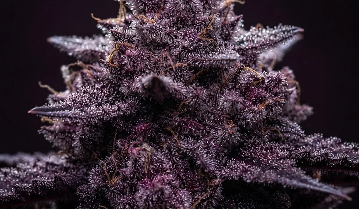 Granddaddy Purple Auto