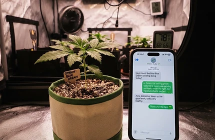 Chatting with the grow assistant beside a healthy seedling